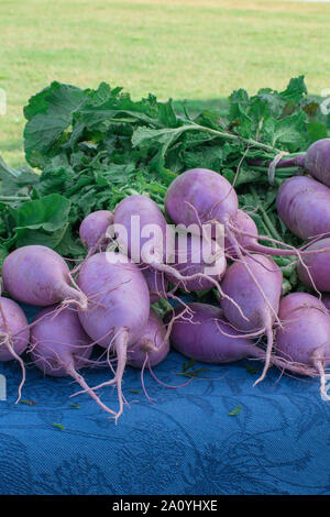 Ungewöhnliche Purple Ninja Radieschen sind in einer Reihe am Ende des Sommers gestapelt in einem ländlichen Bauern- Markt bereit verkauft zu werden. Stockfoto