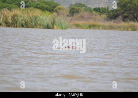 Hippopotamus im Chamo See Stockfoto