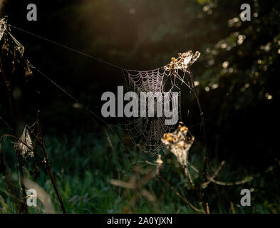 Web ist eine große Spinne bedeckt in Tau Tropfen auf einem nebligen Herbstmorgen in Yorkshire, England. Stockfoto