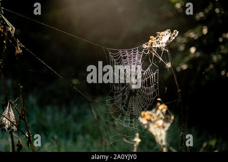 Web ist eine große Spinne bedeckt in Tau Tropfen auf einem nebligen Herbstmorgen in Yorkshire, England. Stockfoto