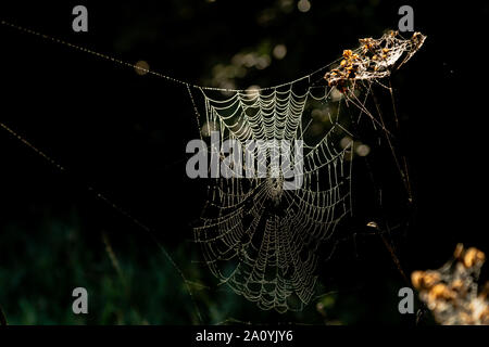 Web ist eine große Spinne bedeckt in Tau Tropfen auf einem nebligen Herbstmorgen in Yorkshire, England. Stockfoto