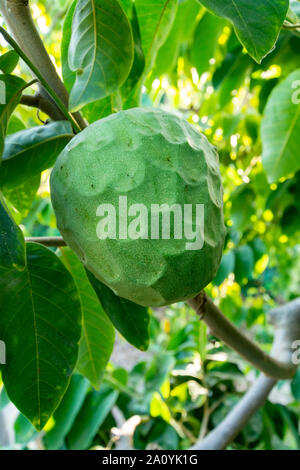 Anpflanzungen von cherimoya Cherimoya Früchte in Granada-Malaga tropischen Küste subtropischen Region, Andalusien, Spanien, grün Cherimoya wächst am Baum Stockfoto