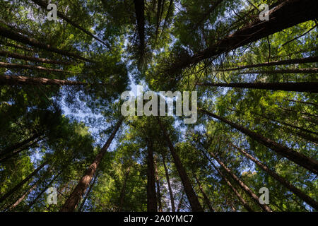 Whakarewarewa Redwood Forest in Rotorua konvergierenden Baumstämme und Laub aus der Sicht. Stockfoto