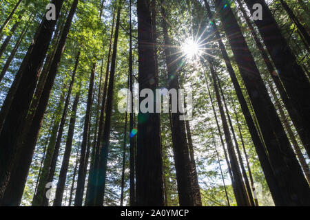 Whakarewarewa Redwood Forest in Rotorua. Stockfoto