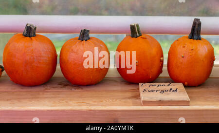 Schöne orange Kürbis Mandarin Evergold. Vier helle Kürbisse auf einem Holztisch. Erntefest Halloween, Bauernhof Gemüse Stockfoto