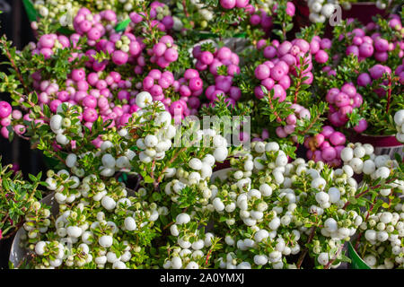 Pernettya spiky Beerenfrucht weiß rosa lila. Ernte Gaultheria mucronata Herbst Hintergrund Tapete mit Blumenmuster horizontal Stockfoto