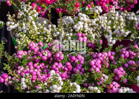 Gaultheria mucronata Beerenfrucht weiß rosa lila. Pernettya Gaultheria Topfpflanze mit grünem Laub, horizontale Gemüse wallpaper Stockfoto