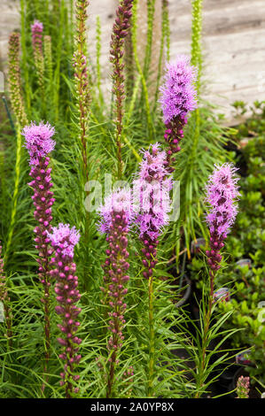 Büschel der Liatris spicata floristan violette Blütenstände ab Blume eine vollkommen winterhart Staude für krautige oder gemischte Grenzen gut ist Stockfoto