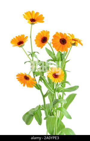 Büsche von orange Ringelblume Blumen Hintergrund. Auf weiß Isoliert Stockfoto