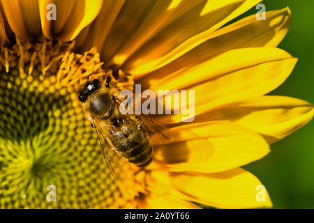 Makro einer Biene in eine Sonnenblume Stockfoto