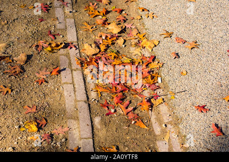 Herbst Szene mit rot gelb braun und orange Farben den Wechsel der Jahreszeiten von Sommer zu Winter in den Herbst abgestorbenen Blätter auf dem Boden in den Wald land Stockfoto