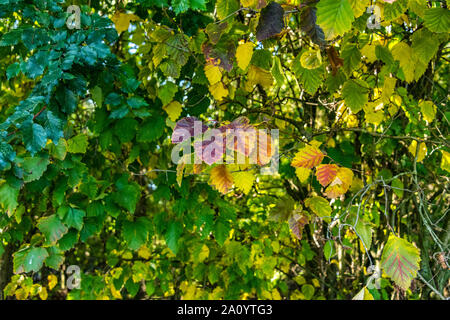 Herbst Szene mit rot gelb braun und orange Farben den Wechsel der Jahreszeiten von Sommer zu Winter in den Herbst abgestorbenen Blätter auf dem Boden in den Wald land Stockfoto