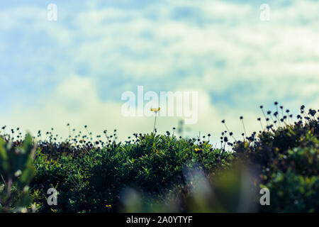 Gelbe Gänseblümchen in einer Wiese mit Wolken und Himmel Hintergrund in San Bruno, Kalifornien wächst Stockfoto