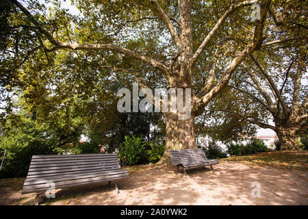 American Sycamore Tree (Platanus occidentalis) und Bänke im Park. Stockfoto