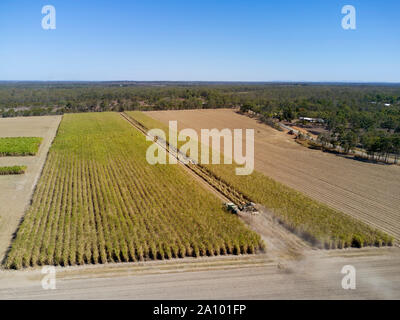 Ein verfolgter Mähdrescher Erntetechnik Zuckerrohr in sehr staubigen Bedingungen Bundaberg Queensland Australien Stockfoto