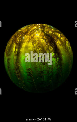 Sonnenstrahlen durch die Überdachung eines dicken Kelp forest in der Kalifornischen Kanalinseln. Stockfoto