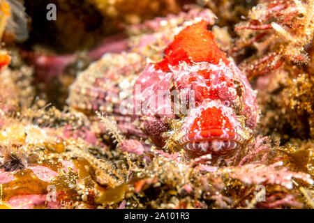 Ein rot meliert Coralline sculpin, etwa 3 cm in der Länge, liegt regungslos auf einem Kalifornischen Channel Islands Riff. Sie mit Ihren ha-Mischung Stockfoto