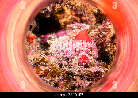 Ein rot meliert Coralline sculpin, etwa 3 cm in der Länge, liegt regungslos auf einem Kalifornischen Channel Islands Riff und wird durch eine reflektierende gerahmt Stockfoto