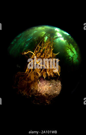 Gesteuert leuchtet auf einen kleinen Bereich von Seetang, hebt die Schönheit eines dunklen Wald von Algen in der Kalifornischen Kanalinseln. Stockfoto