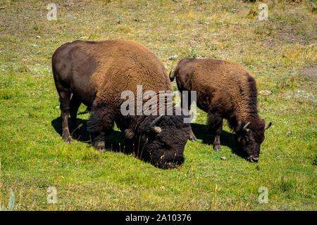 Paar Büffel im Yellowstone Nationalpark, WY, USA Stockfoto