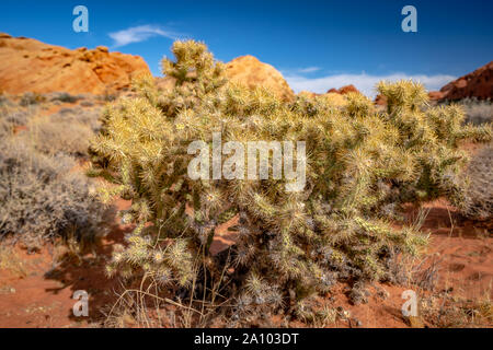 Cactus closeup im Valley of Fire State Park, Nevada, USA Stockfoto