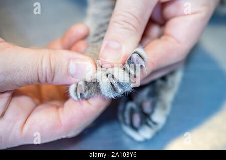 Tierarzt Krankenschwester, die Krallen eines sedierten cat Stockfoto