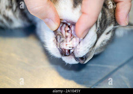 Tierarzt Prüfung ein Kätzchen Mund mit erwachsenen Zähne und Kätzchen Zähne Stockfoto