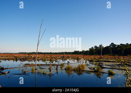 2019 Der Bereich des 2011 Seitliche West Wald Brand, der die Dismal Swamp in Virginia und North Carolina verbrannt, zeigt wenig Anzeichen für eine Erholung. Stockfoto