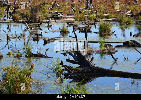 2019 Der Bereich des 2011 Seitliche West Wald Brand, der die Dismal Swamp in Virginia und North Carolina verbrannt, zeigt wenig Anzeichen für eine Erholung. Stockfoto