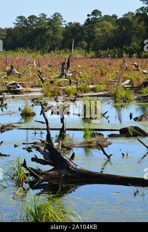 2019 Der Bereich des 2011 Seitliche West Wald Brand, der die Dismal Swamp in Virginia und North Carolina verbrannt, zeigt wenig Anzeichen für eine Erholung. Stockfoto