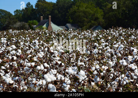 Ein baumwollfeld mit Farm House in der Ferne in Hertford North Carolina mit dem Fokus auf die Baumwolle pflanzen. Stockfoto