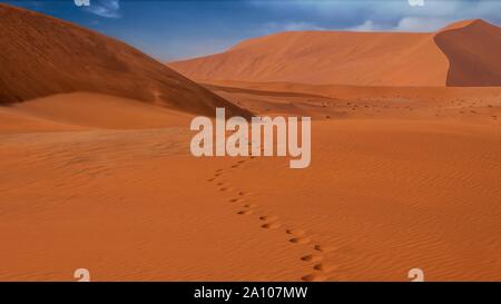 Eine Reihe von Spuren im Sand in den großen roten Sanddünen von Sossusvlei, Namib, Namibia. Wind, Sand auf der Oberseite von Dünen. Stockfoto