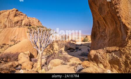 Dramatische Landschaft der Wüste Szene an der Spitzkoppe, Damaraland, Namibia, zeigt eine gesunde Köcherbäume, die in der rauen Umgebung. Stockfoto