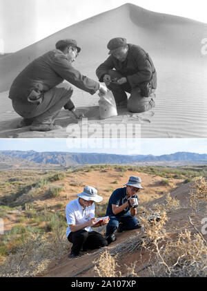 (190923)-BEIJING, Sept. 23, 2019 (Xinhua) - Top: Datei Foto in 1979 von Zhao Changchun zeigt Xia Xuncheng (R), ein Forscher mit der Chinesischen Akademie der Wissenschaften, eine sandprobe im Nordwesten Chinas Lop Nur Wüste. Unten: Foto am 30. Mai 2019 von Wang Peng zeigt Wang Bingyao (R) und Li Yunfei aus der akademischen Forschung von Shapotou Station unter chinesischen ecosystem Research Network Testing die Oberflächentemperatur von Sanddünen am südlichen Rand des Tengger Wüste in Zhongwei Stadt im Nordwesten Chinas autonomen Region Ningxia Hui. Chinas Bemühungen zu zähmen, die Wüste vom Stockfoto