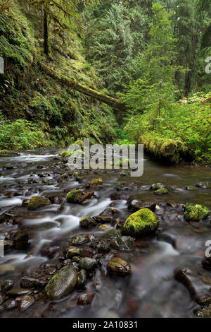 Die Südlichen Zweig der kleine Fluss fließt durch alte arboreal Regenwald, Olympic National Park, Clallam County, Washington, USA Stockfoto