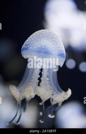 Weißfleckige Qualle (Phyllorhiza punctata), auch als schwimmende Glocke oder australische Qualle bekannt. In einigen Bereichen gilt es als invasiv. Stockfoto