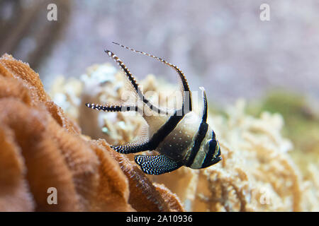 Der Banggai-Kardinalfisch (Pterapogon kauderni), ein in Indonesien heimischer tropischer Fisch, ist in Aquarien beliebt und heute eine gefährdete Art. Stockfoto