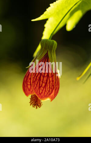 Abutilon pictum, bekannt als redvene abutilon, rote Vene indische Malvenfarbe, rote Vene blühenden Ahorn, chinesische Laterne und rote Vene chinesischen Laternen. Stockfoto