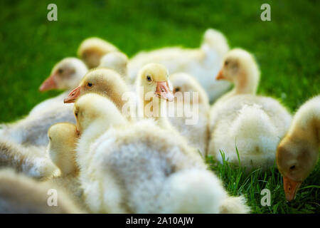 Eine Schar der Gänschen, liegend auf Gras. Gänse für den Verkauf angebaut Stockfoto