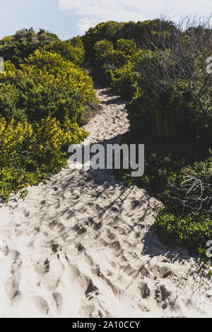 Flechtwerk und einheimische australische Pflanzen im Sand den Strand entlang in der Marion Bucht an der Ostküste von Tasmanien in Australien wuchs Stockfoto