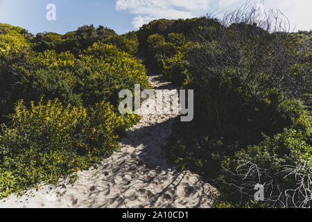 Flechtwerk und einheimische australische Pflanzen im Sand den Strand entlang in der Marion Bucht an der Ostküste von Tasmanien in Australien wuchs Stockfoto