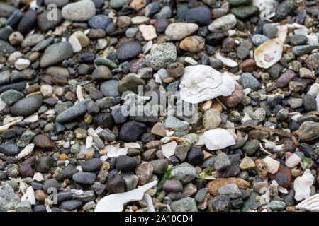 Rock and Shell auf dem Boden Stockfoto