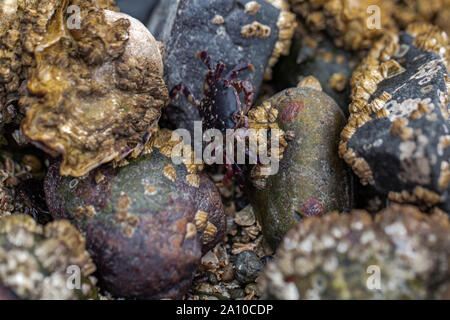 Strand craps kriechen um die Felsen herum Stockfoto