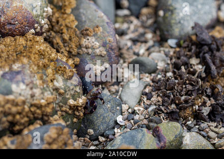 Strand craps kriechen um die Felsen herum Stockfoto