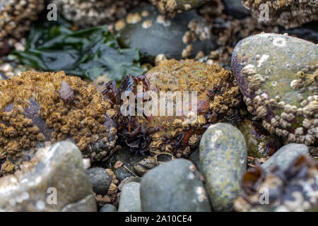 Strand craps kriechen um die Felsen herum Stockfoto