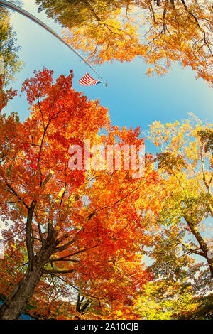 Amerikanische Flagge im Wind mit schönen Herbst Laub Tree Tops gegen den blauen Himmel in einem Park in New England. Blick nach oben. Fisheye erfassen. Stockfoto