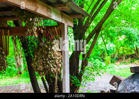 Besen für eine Badewanne hängen auf der Veranda in der Nähe von einem Land Haus im Wald unter grünen Bäumen. Gesundheit und Medizin Volksmedizin. Stockfoto