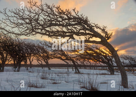 Wind fegte Bäume bei Sonnenuntergang, Eastern Hokkaido Stockfoto