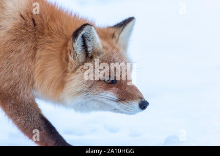 Ezo Red fox Gesicht detail gegen Schnee Hintergrund, Hokkaido, Japan Stockfoto