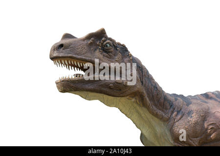 Allosaurus isoliert auf weißem Hintergrund. Saltriosaur ist ein fleischfressendes Tier dinosuar ähnlich wie ein kleiner Tyrannosaurus rex Stockfoto